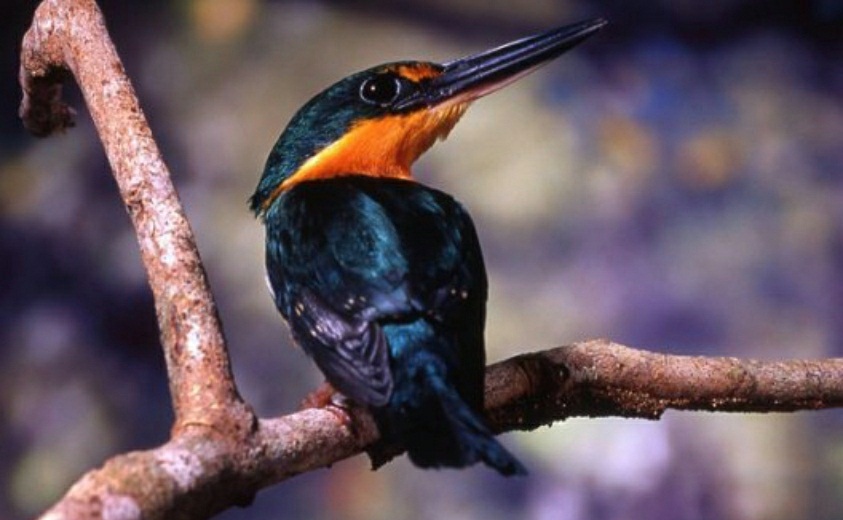 Becas Colombia Biodiversa