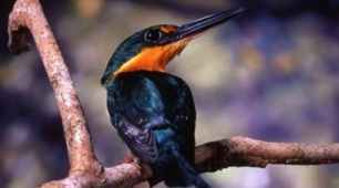 Becas Colombia Biodiversa