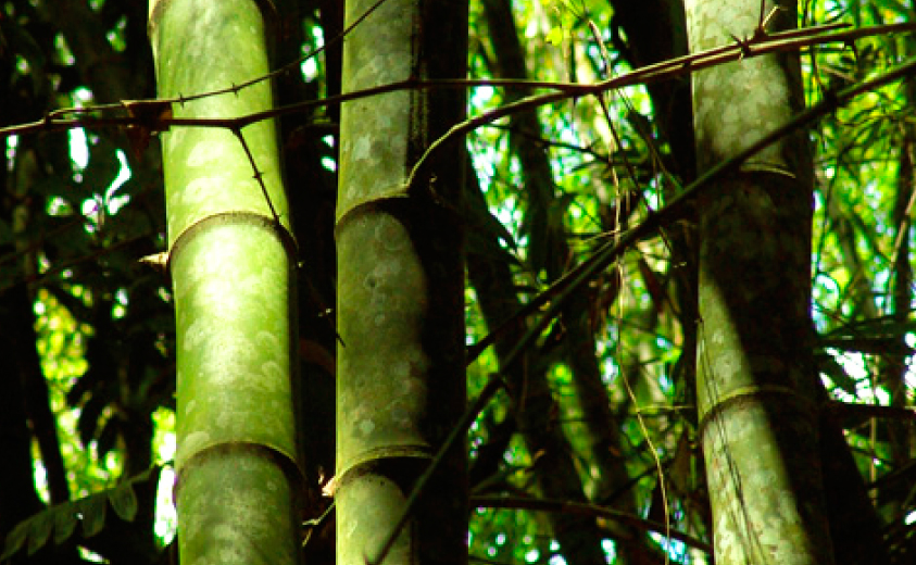 Guaduales Eje Cafetero Guaduales Eje Cafetero