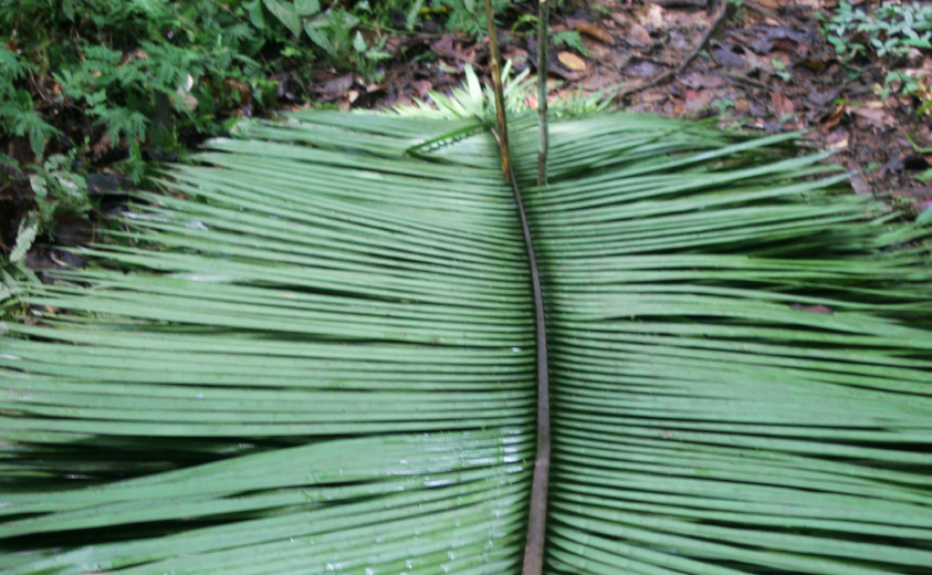 Selva Colombiana Selva Colombiana