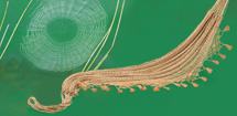 Expoartesanías